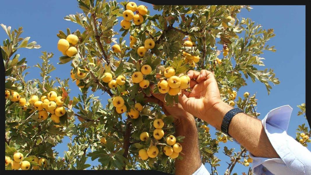 Doğada kendiliğinden yetişiyor, yiyen şifa buluyor 1